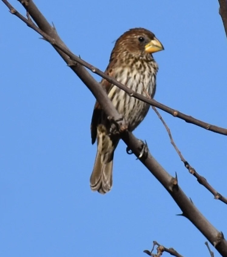 厚嘴织雀（Amblyospiza albifrons）