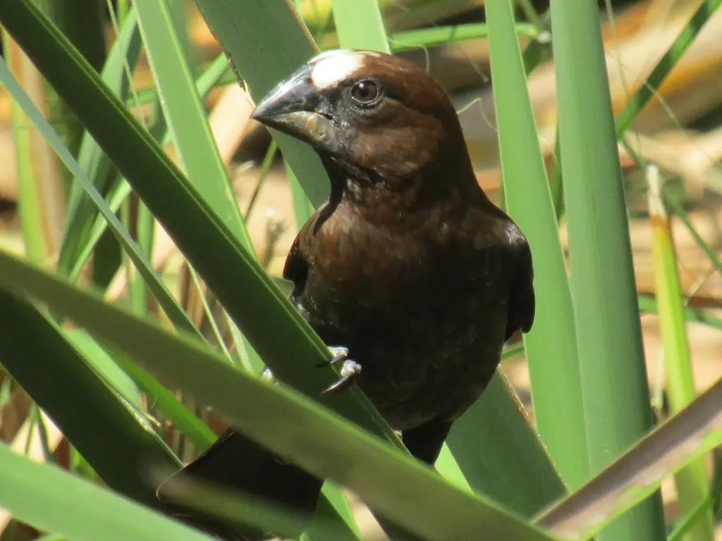 厚嘴织雀（Amblyospiza albifrons）