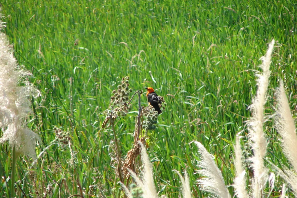 红头黑鹂(Amblyramphus holosericeus)