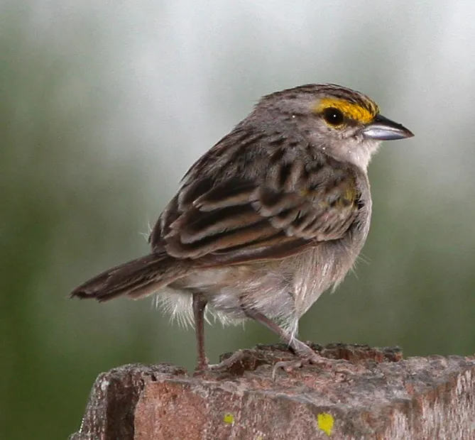 黄眉蝇鹀(Ammodramus aurifrons)