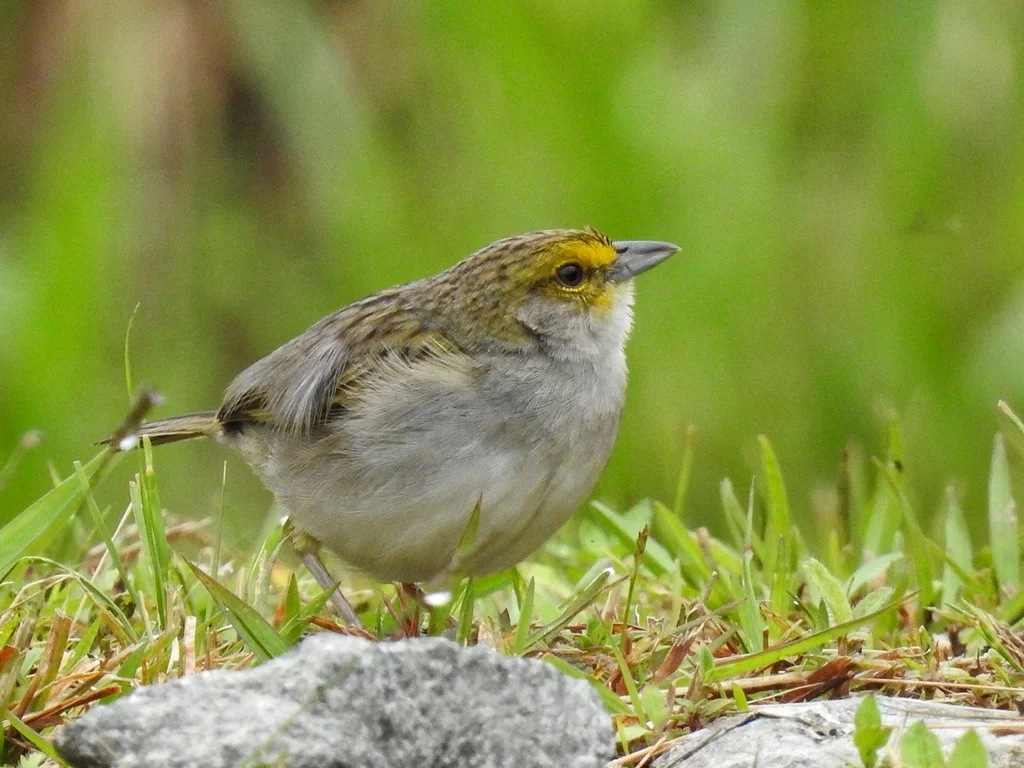 黄眉蝇鹀(Ammodramus aurifrons)