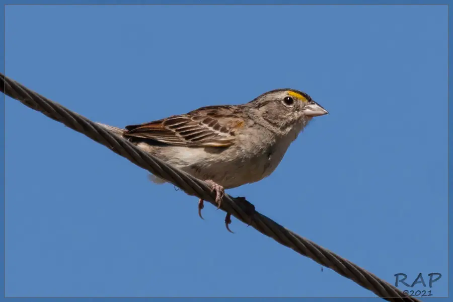 草地蝇鹀(Ammodramus humeralis)