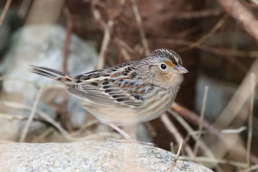 黄胸草鹀（Ammodramus savannarum）