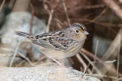 黄胸草鹀