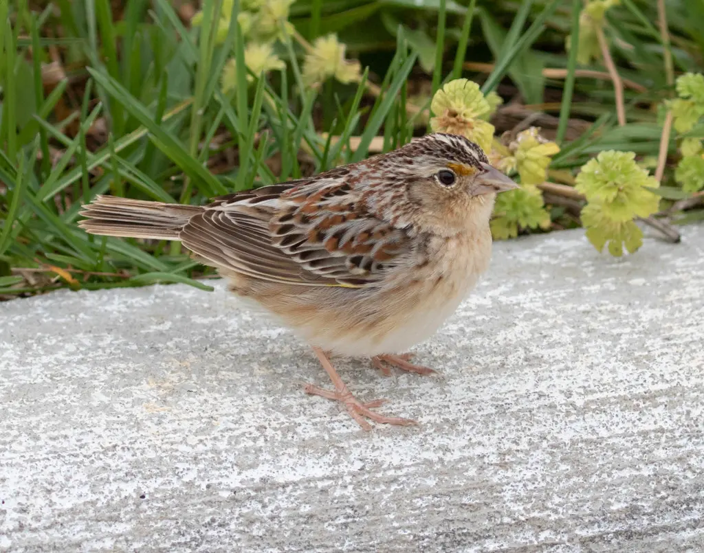 黄胸草鹀（Ammodramus savannarum）