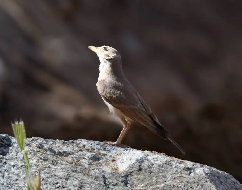 漠百灵(Ammomanes deserti)