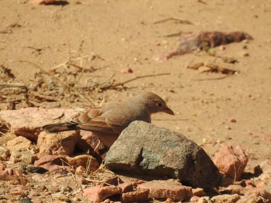 漠百灵(Ammomanes deserti)
