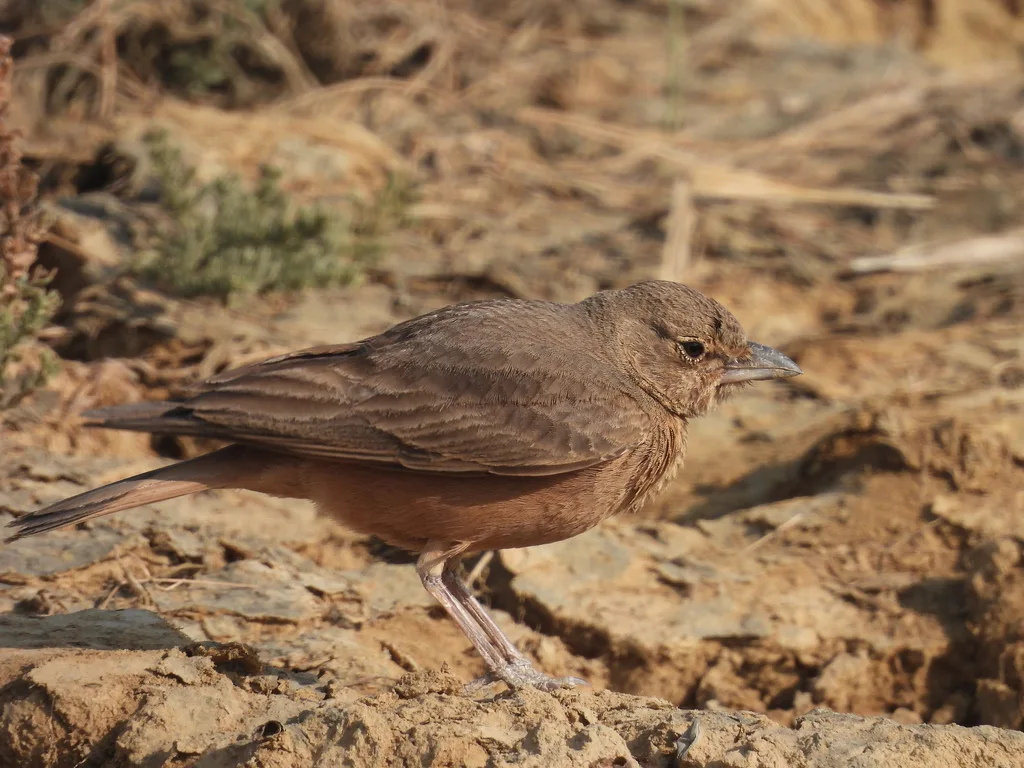 棕尾漠百灵（Ammomanes phoenicura）