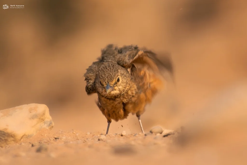 棕尾漠百灵（Ammomanes phoenicura）