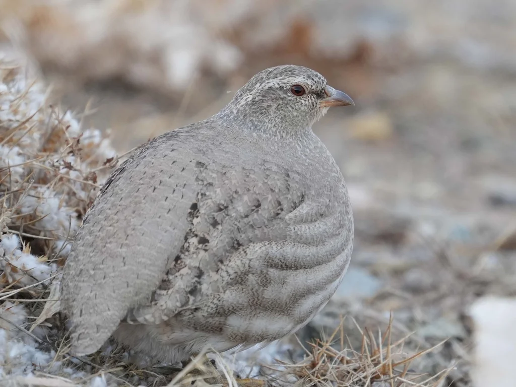 漠鹑(Ammoperdix griseogularis)