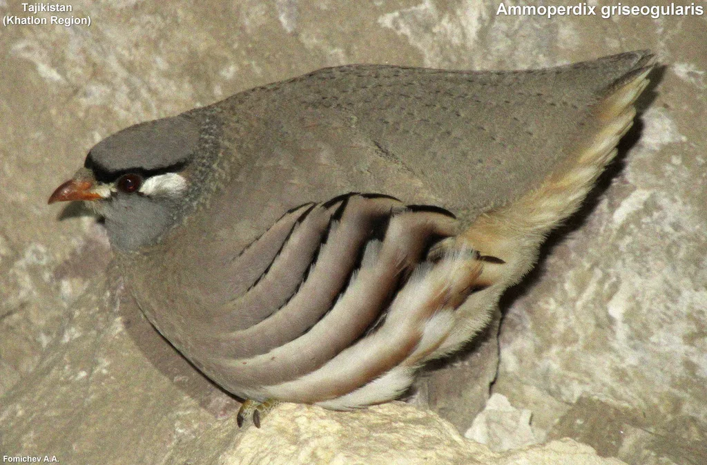 漠鹑(Ammoperdix griseogularis)