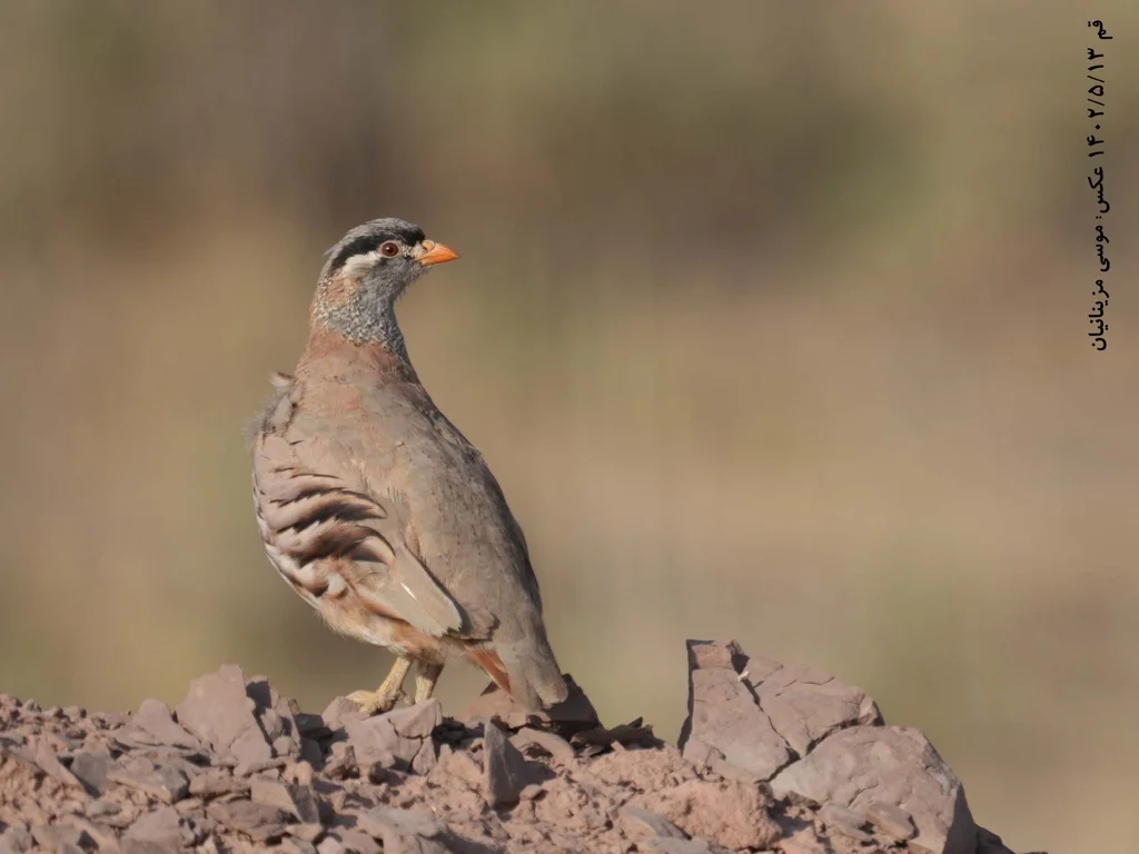 漠鹑(Ammoperdix griseogularis)