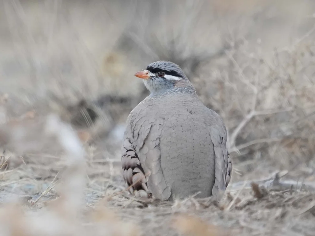 漠鹑(Ammoperdix griseogularis)