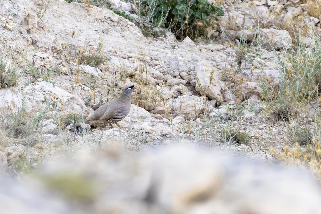 漠鹑(Ammoperdix griseogularis)