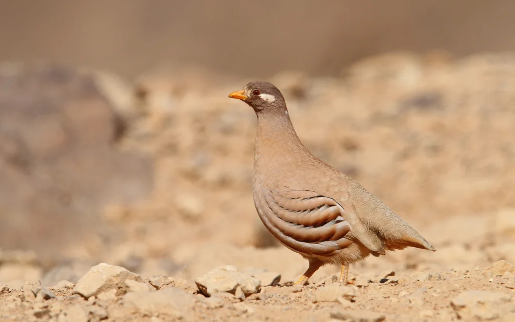 沙鹑(Ammoperdix heyi)