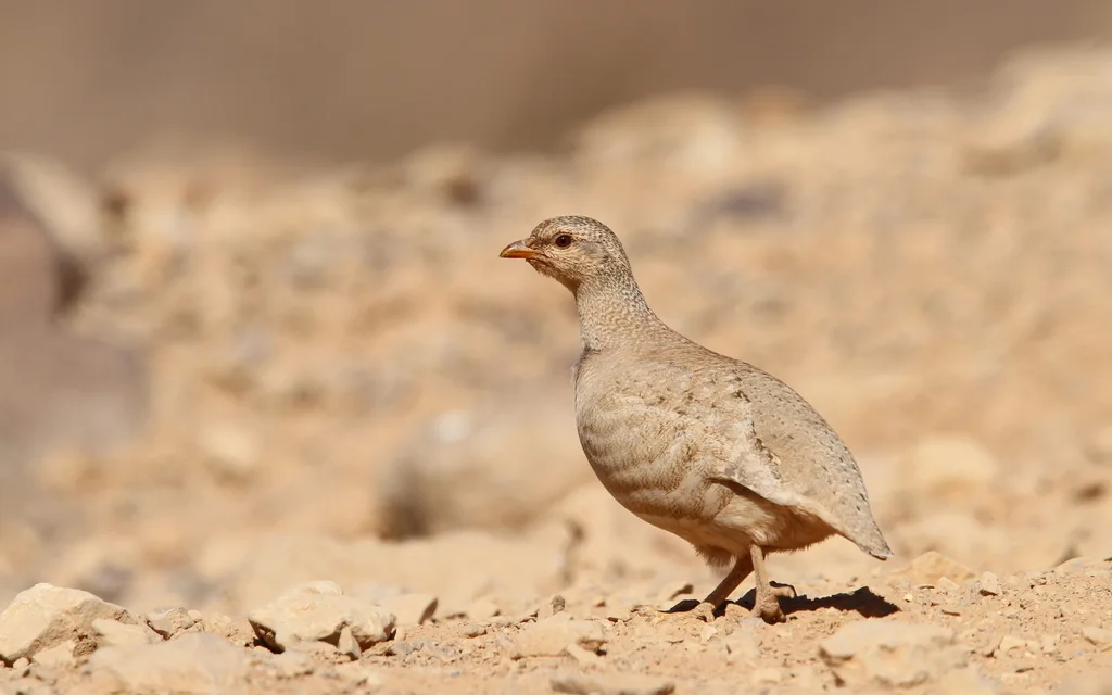 沙鹑(Ammoperdix heyi)