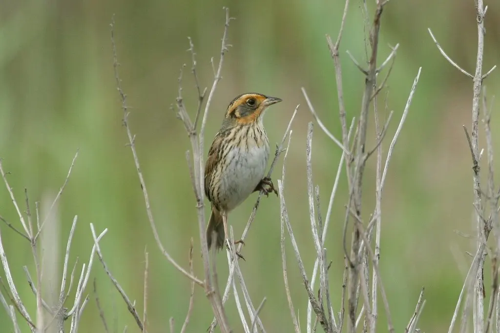 尖尾沙鹀(Ammospiza caudacuta)
