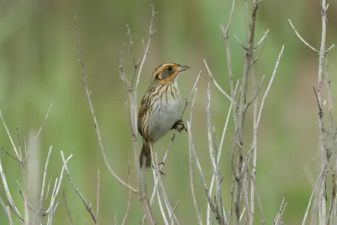 尖尾沙鹀