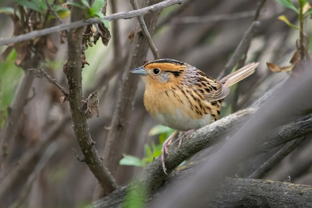 莱氏沙鹀(Ammospiza leconteii)