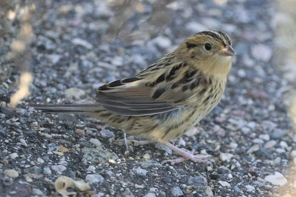 莱氏沙鹀(Ammospiza leconteii)
