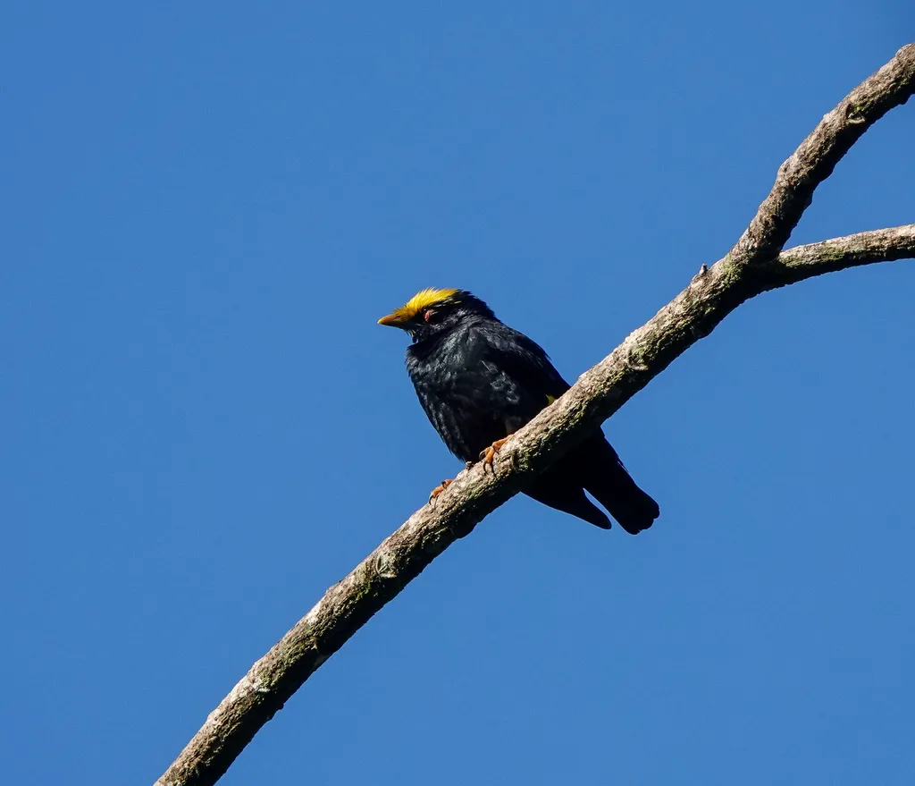 金冠树八哥(Ampeliceps coronatus)