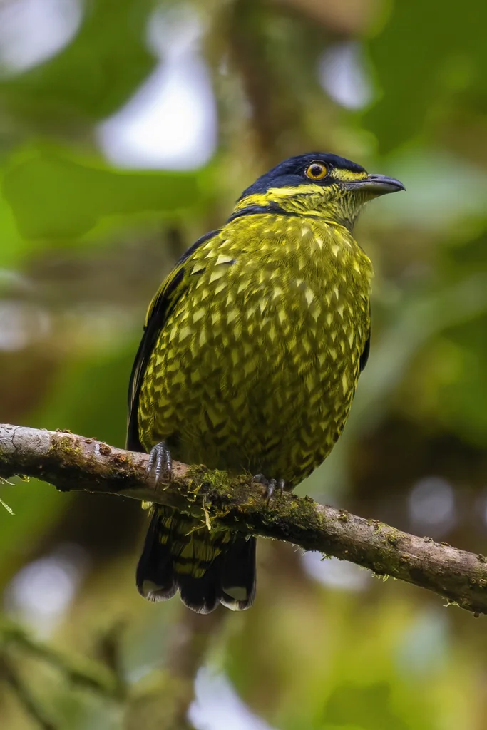 鳞斑食果伞鸟(Ampelioides tschudii)