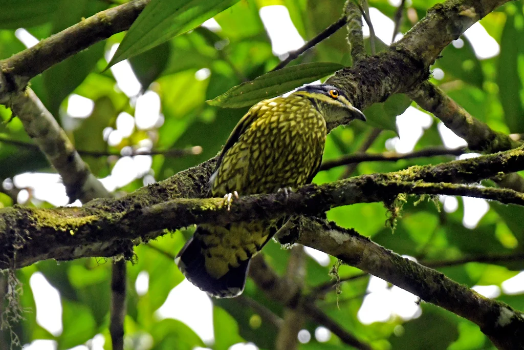 鳞斑食果伞鸟(Ampelioides tschudii)