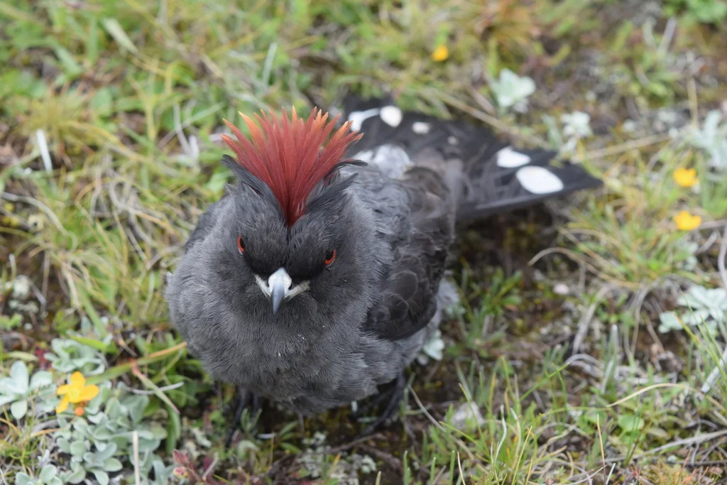 红冠伞鸟(Ampelion rubrocristatus)