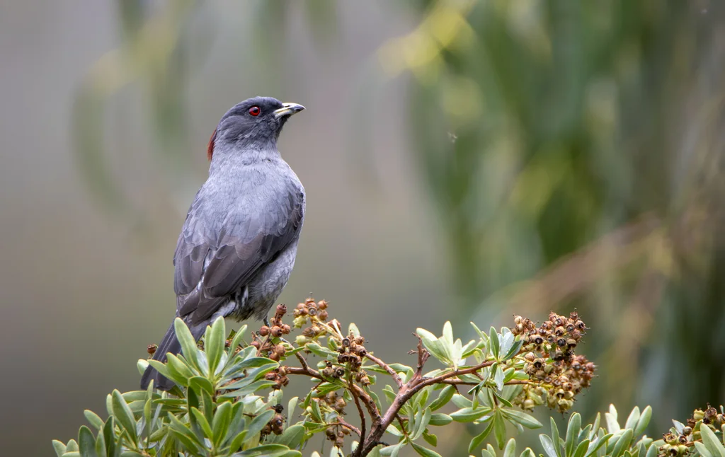 红冠伞鸟(Ampelion rubrocristatus)
