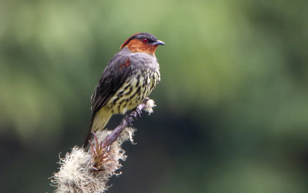 栗冠伞鸟(Ampelion rufaxilla)