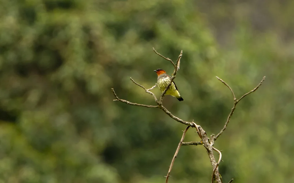 栗冠伞鸟(Ampelion rufaxilla)
