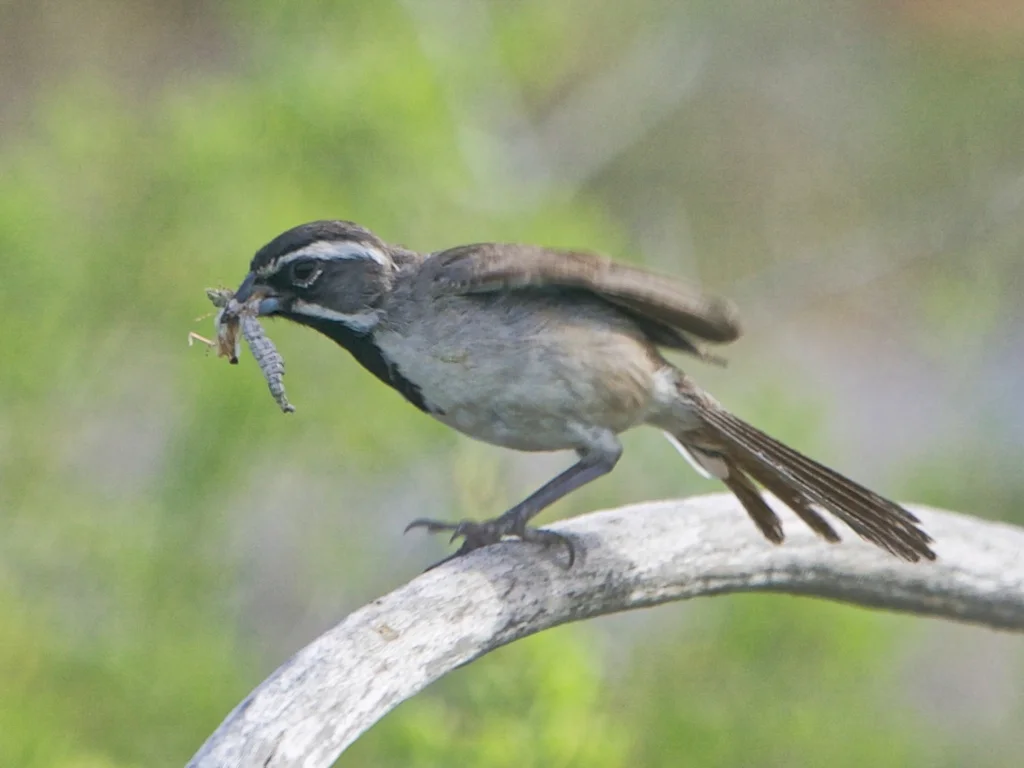 黑喉漠鹀(Amphispiza bilineata)