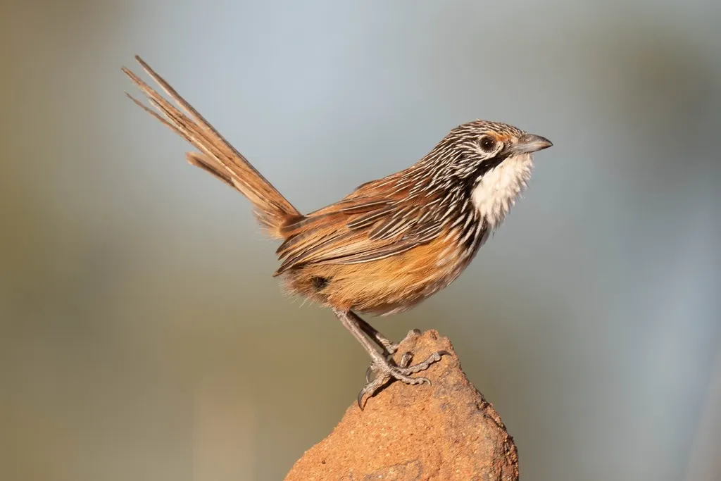 多氏草鹩莺(Amytornis dorotheae)