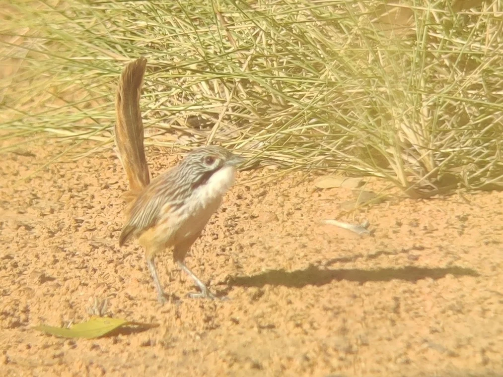 多氏草鹩莺(Amytornis dorotheae)