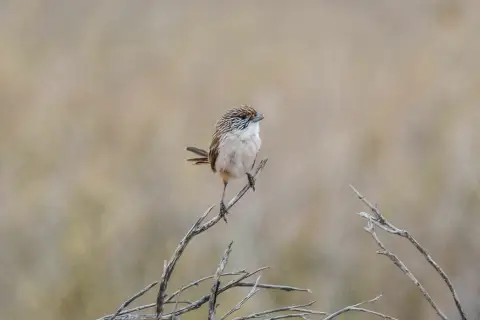 埃坎草鹩莺