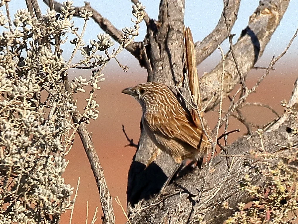 厚嘴鹩莺(Amytornis modestus)
