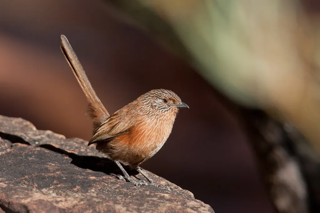 乌草鹩莺(Amytornis purnelli)