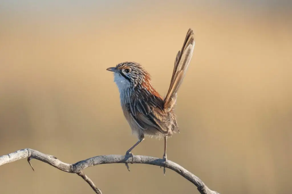 锈色草鹩莺(Amytornis rowleyi)