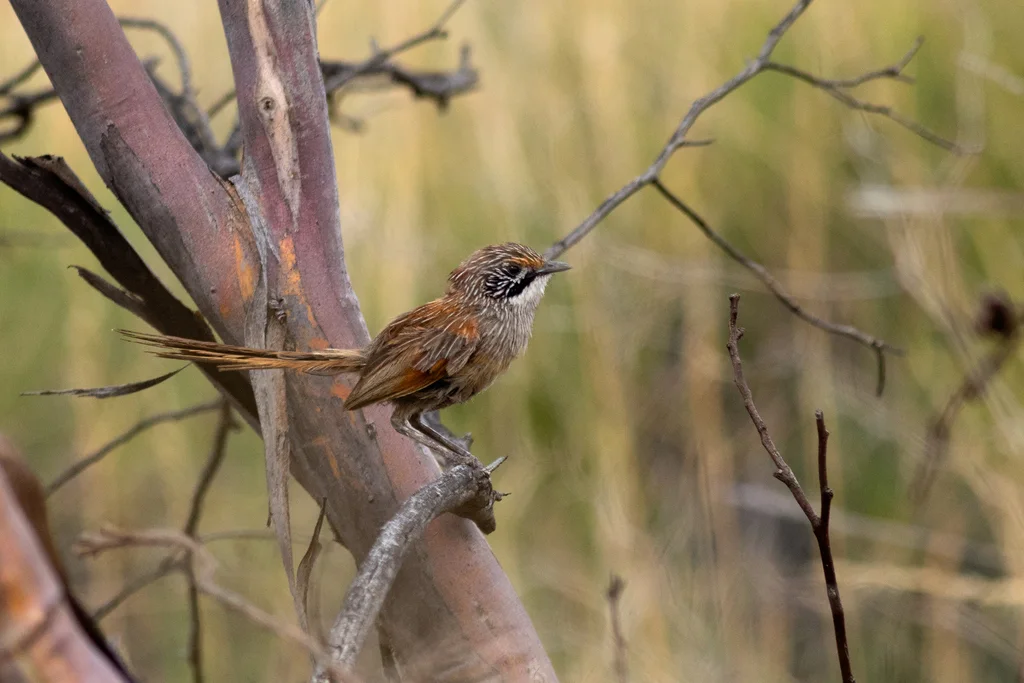 纹草鹩莺(Amytornis striatus)