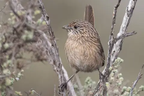 西草鹩莺