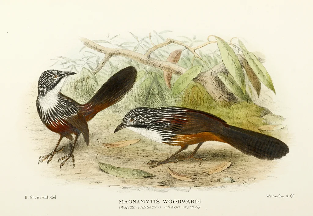 白喉草鹩莺(Amytornis woodwardi)