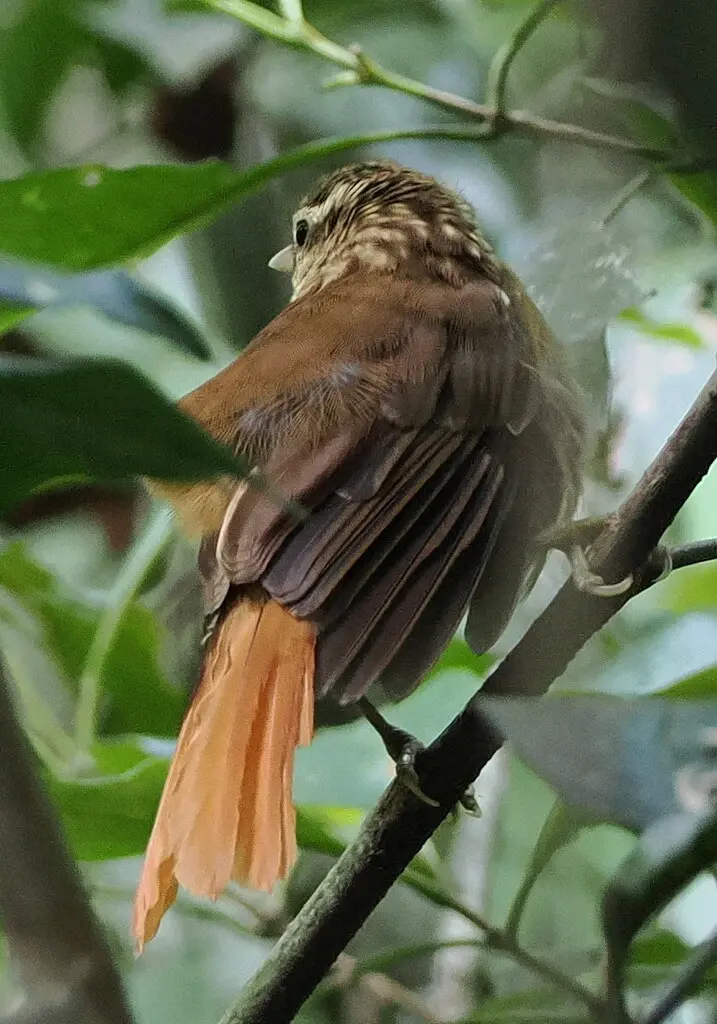 白眉拾叶雀(Anabacerthia amaurotis)
