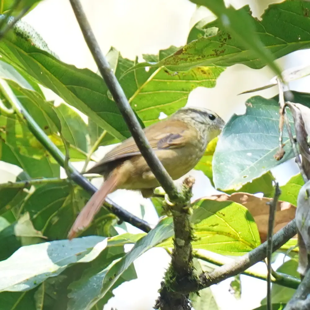白眉拾叶雀(Anabacerthia amaurotis)