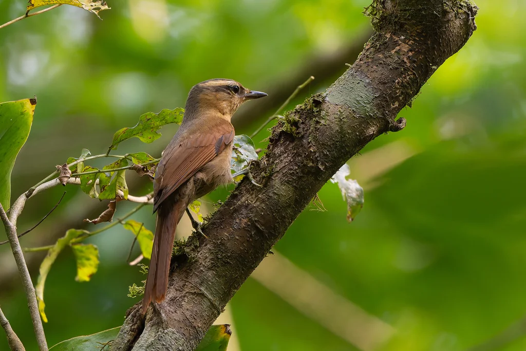 赭胸拾叶雀（Anabacerthia lichtensteini）