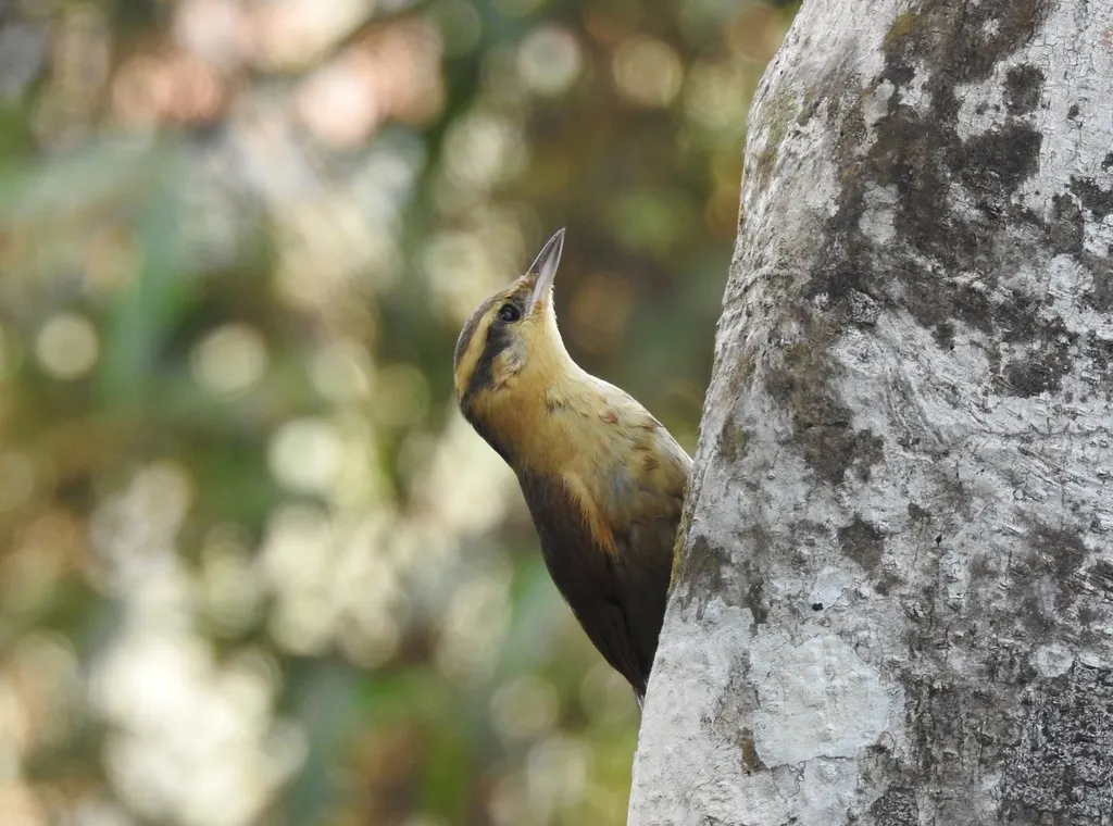 赭胸拾叶雀（Anabacerthia lichtensteini）