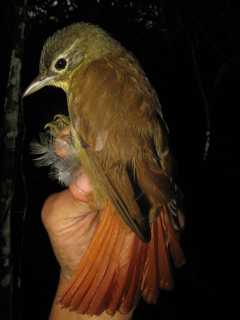 高山拾叶雀(Anabacerthia striaticollis)