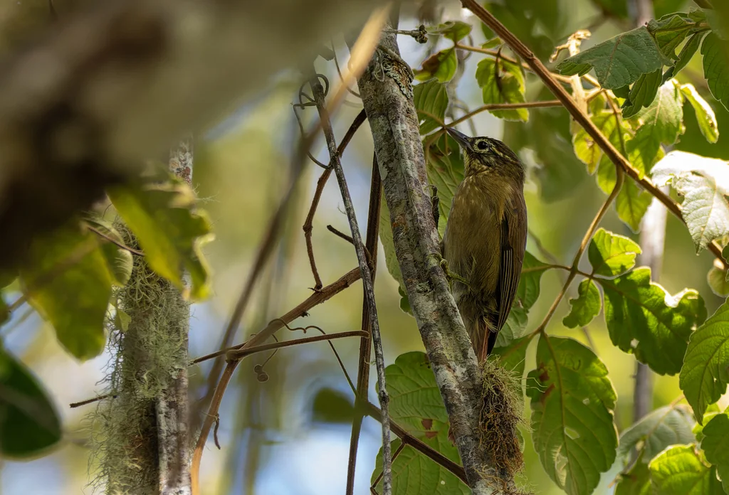 高山拾叶雀(Anabacerthia striaticollis)