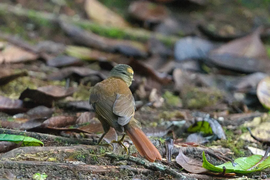 鳞喉拾叶雀（Anabacerthia variegaticeps）