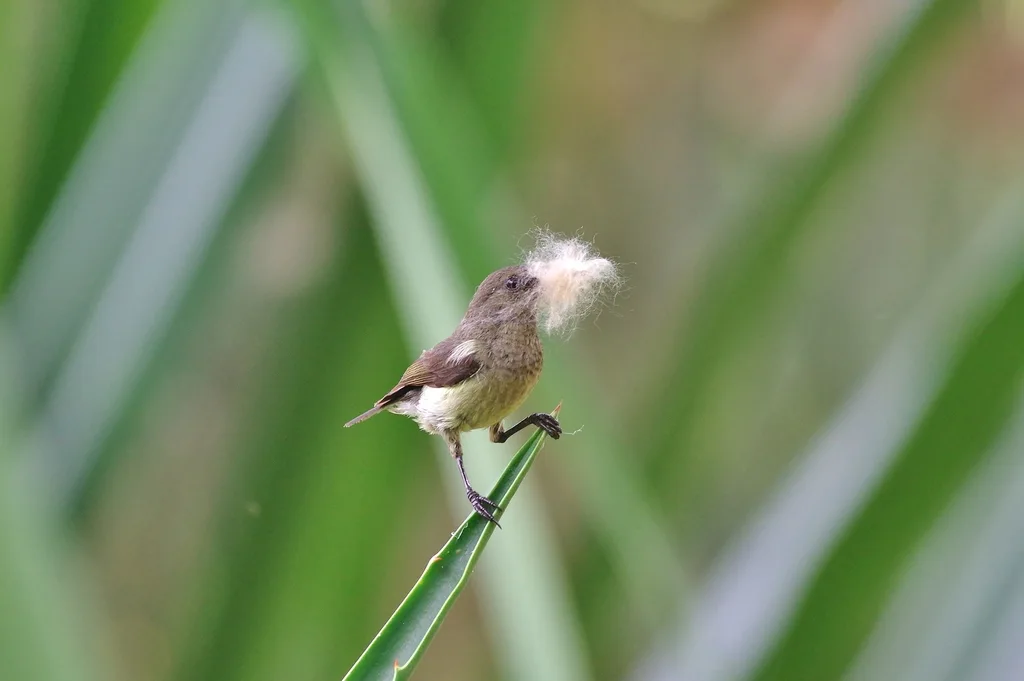 黄胸花蜜鸟(Anabathmis newtonii)
