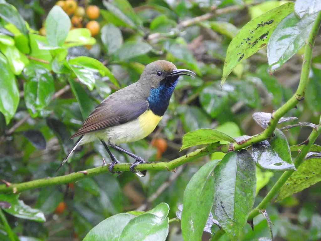 黄胸花蜜鸟(Anabathmis newtonii)